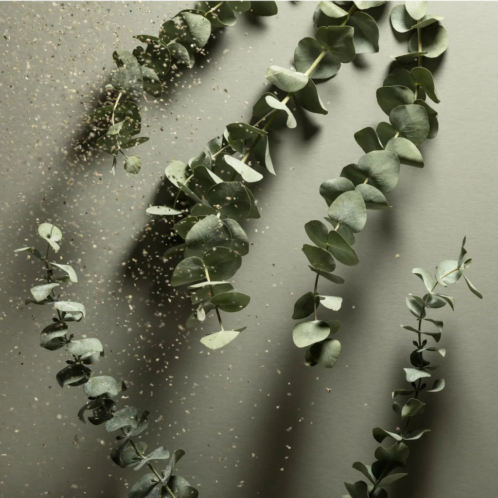 Eucalyptus branches arranged in a descending pattern on a textured grey background with scattered small white petals.