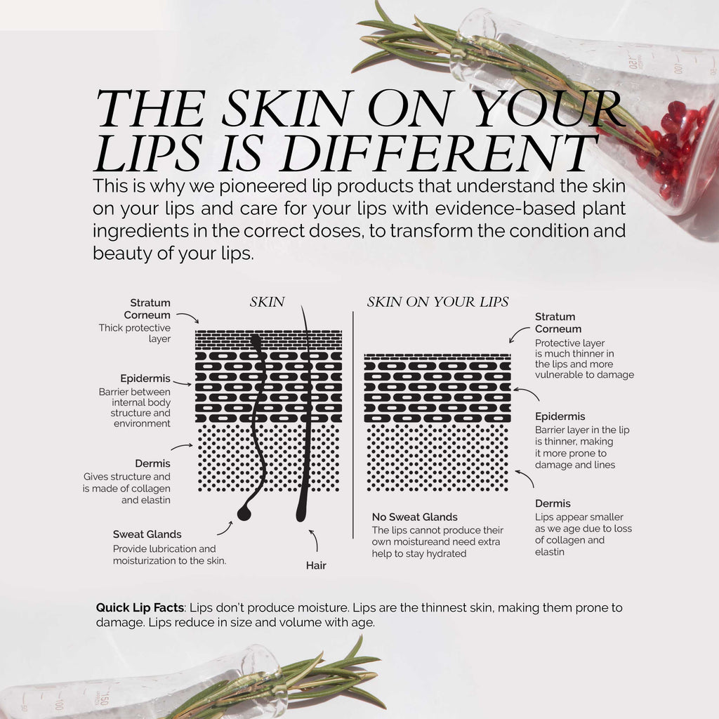 A detailed comparison diagram shows the differences between the skin on your lips and regular skin, highlighting layers and features such as the stratum corneum, epidermis, dermis, and sweat glands. The Fitglow 6 Shade Mini Lip Serum Collection brings clarity to how each layer contributes to that perfect beach glow.