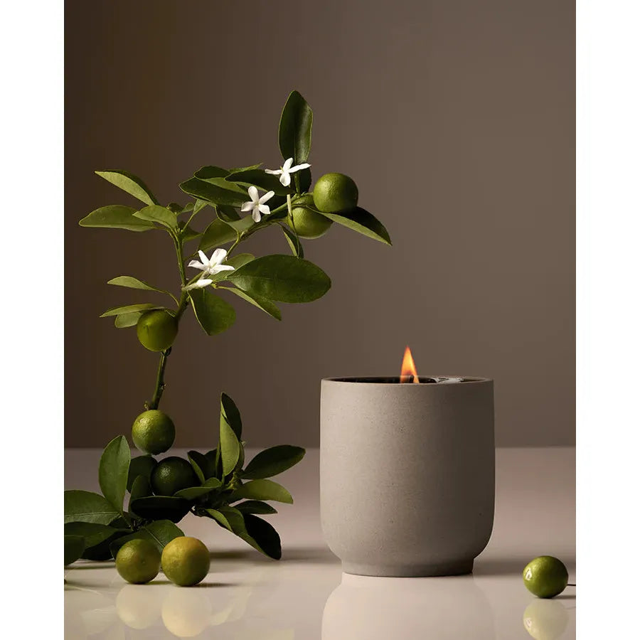 A Homecourt Candle in a gray holder next to a branch of green kumquats with white flowers on a beige background.