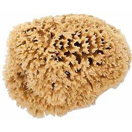 Natural sea sponge on a white background.