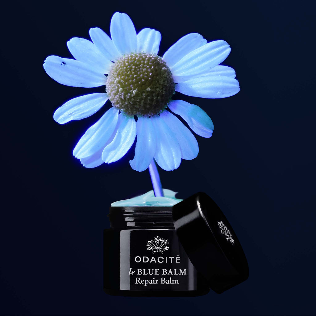 A jar of odacite le blue balm repair balm with a blue chamomile flower emerging from the open container, against a dark background.