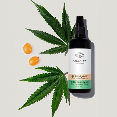 Bottle of odacite omega oil cleanser with cannabis leaves and capsules on a neutral background.