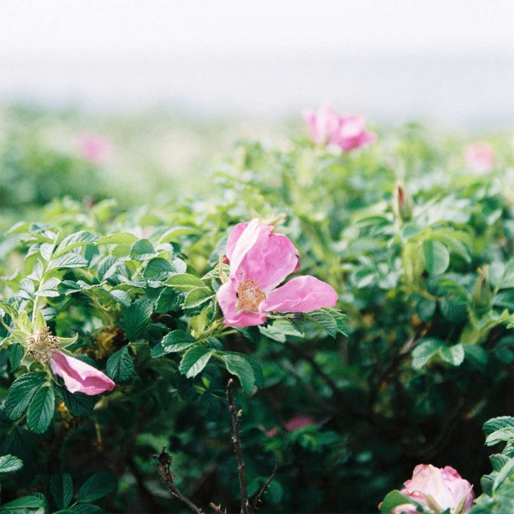 Wild rose bushes with pink blossoms against a soft-focus background.
