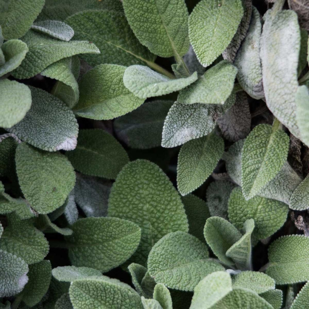 Close-up of green sage leaves with a velvety texture.