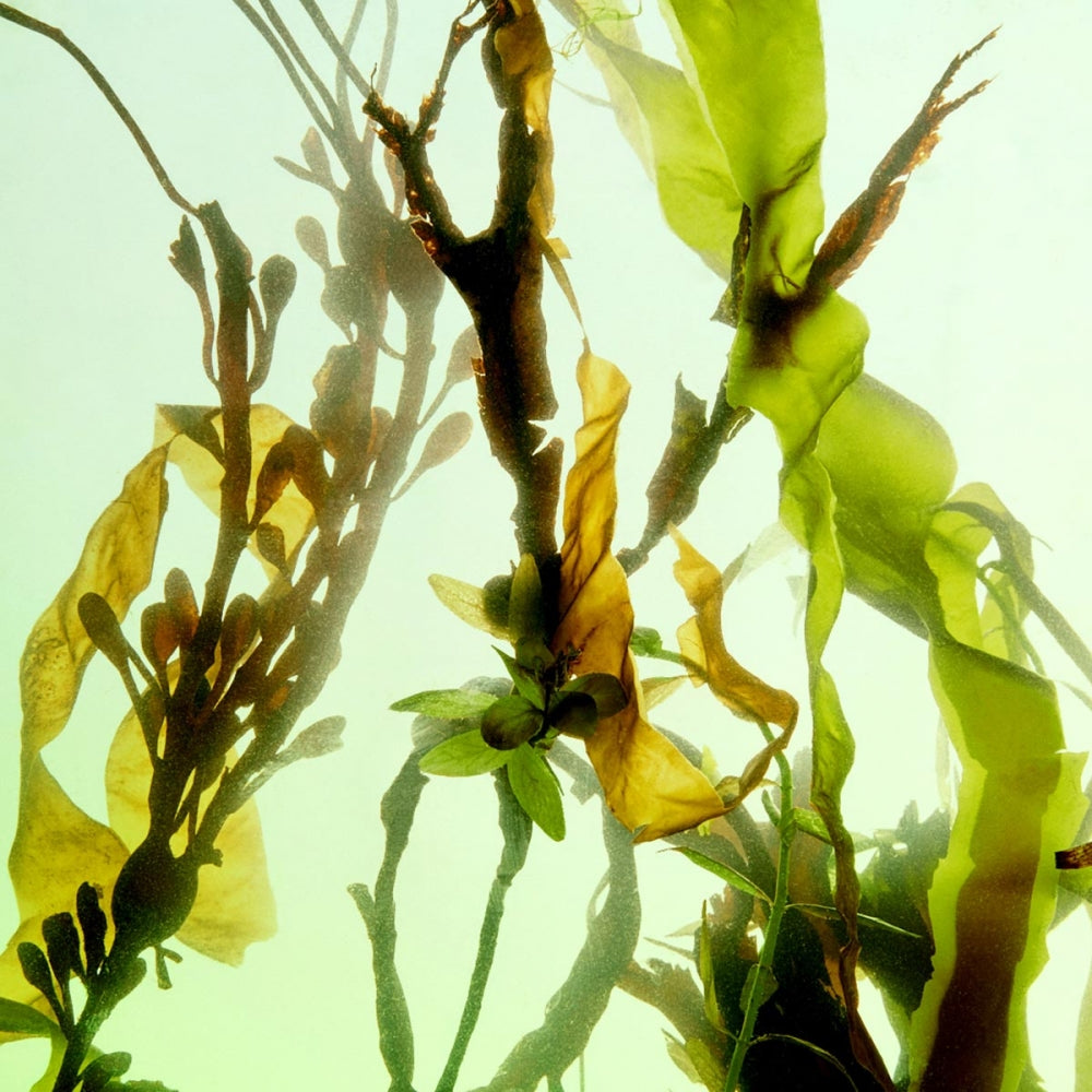 Underwater view of green aquatic plants with a bright background.