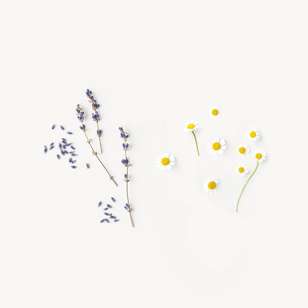 Sprigs of lavender and daisies arranged neatly on a white background.